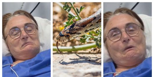 O femeie a fost mușcată de două ori de șarpele pe care a vrut să îl salveze. Ce s-a întâmplat după incident: “Un desen frumos pe spate.”