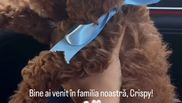 Animal de companie - Anca Serea