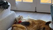 Anamaria Ferentz - animal de companie