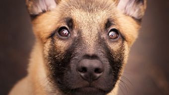 Femeie de 49 de ani, atacată de un câine într-un bloc din Deva! Ce s-a întâmplat cu proprietarul animalului