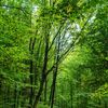 S&acirc;mbătă, de la ora 14:45, la &rdquo;ROventura&rdquo;, Tătăruși, comuna ieșeană cu poveste de peste 600 de ani, păzită de fagi seculari