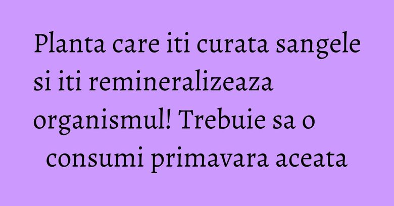 Planta care iti curata sangele si iti remineralizeaza organismul! Trebuie sa o consumi primavara aceata