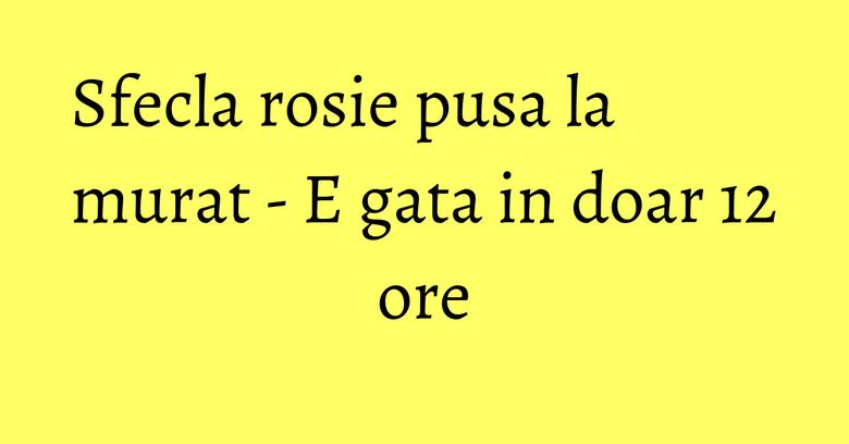 Sfecla rosie pusa la murat - E gata in doar 12 ore Sfecla rosie pusa la murat - E gata in doar 12 ore