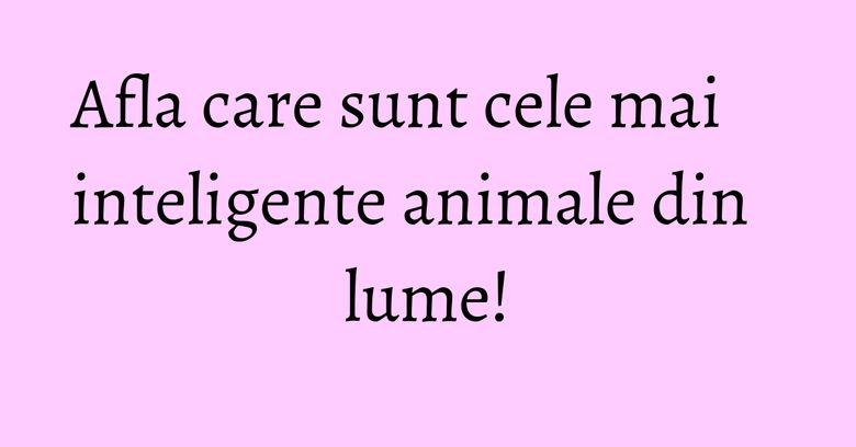 Afla care sunt cele mai inteligente animale din lume! Afla care sunt cele mai inteligente animale din lume!