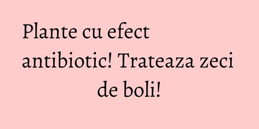 Plante cu efect antibiotic! Trateaza zeci de boli!