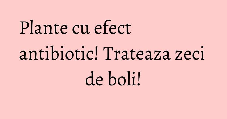 Plante cu efect antibiotic! Trateaza zeci de boli!