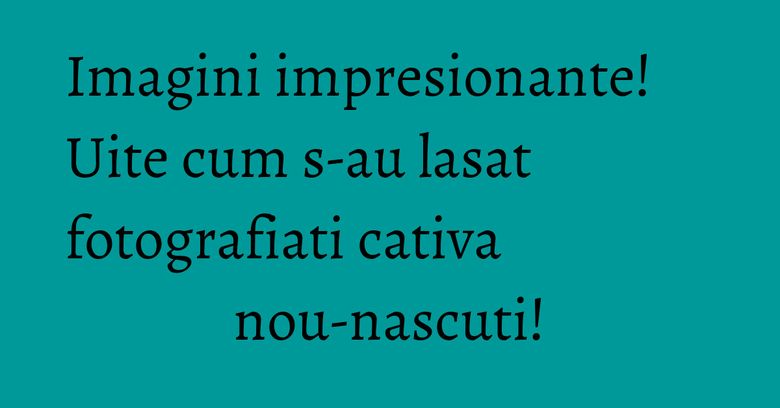 Imagini impresionante! Uite cum s-au lasat fotografiati cativa nou-nascuti! Imagini impresionante! Uite cum s-au lasat fotografiati cativa nou-nascuti!