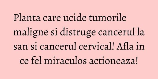Planta care ucide tumorile maligne si distruge cancerul la san si cancerul cervical! Afla in ce fel miraculos actioneaza!