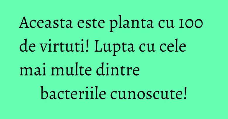 Aceasta este planta cu 100 de virtuti! Lupta cu cele mai multe dintre bacteriile cunoscute! Aceasta este planta cu 100 de virtuti! Lupta cu cele mai multe dintre bacteriile cunoscute!