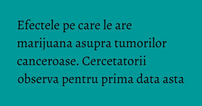 Efectele pe care le are marijuana asupra tumorilor canceroase. Cercetatorii observa pentru prima data asta Efectele pe care le are marijuana asupra tumorilor canceroase. Cercetatorii observa pentru prima data asta