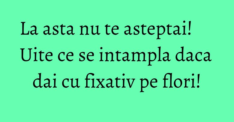 La asta nu te asteptai! Uite ce se intampla daca dai cu fixativ pe flori! La asta nu te asteptai! Uite ce se intampla daca dai cu fixativ pe flori!