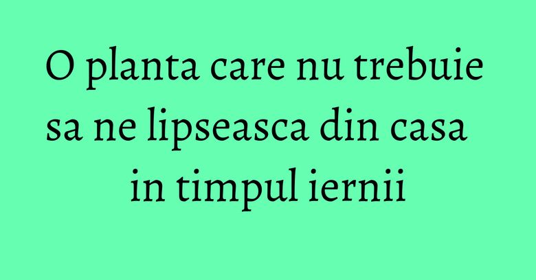 O planta care nu trebuie sa ne lipseasca din casa in timpul iernii O planta care nu trebuie sa ne lipseasca din casa in timpul iernii
