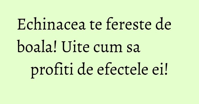 Echinacea te fereste de boala! Uite cum sa profiti de efectele ei! Echinacea te fereste de boala! Uite cum sa profiti de efectele ei!