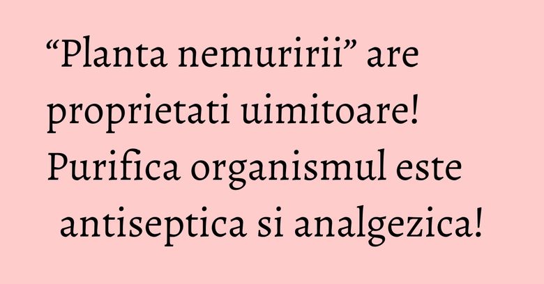 “Planta nemuririi” are proprietati uimitoare! Purifica organismul este antiseptica si analgezica! “Planta nemuririi” are proprietati uimitoare! Purifica organismul este antiseptica si analgezica!