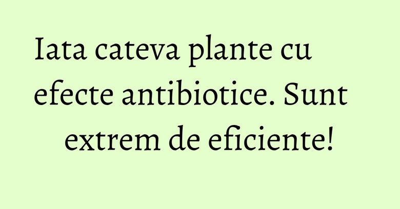 Iata cateva plante cu efecte antibiotice. Sunt extrem de eficiente! Iata cateva plante cu efecte antibiotice. Sunt extrem de eficiente!