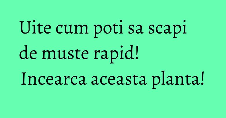Uite cum poti sa scapi de muste rapid! Incearca aceasta planta!