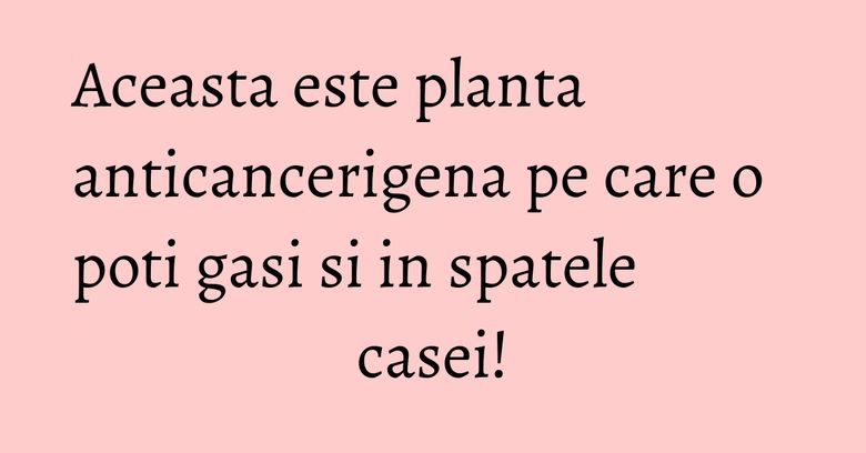 Aceasta este planta anticancerigena pe care o poti gasi si in spatele casei! Aceasta este planta anticancerigena pe care o poti gasi si in spatele casei!