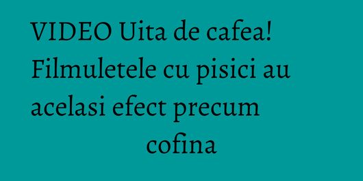 VIDEO Uita de cafea! Filmuletele cu pisici au acelasi efect precum cofina