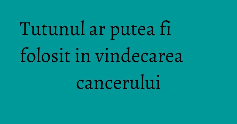 Tutunul ar putea fi folosit in vindecarea cancerului Tutunul ar putea fi folosit in vindecarea cancerului