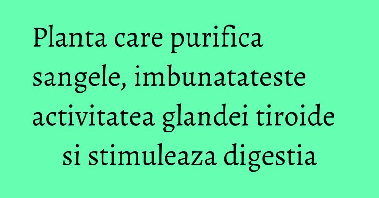 Planta care purifica sangele, imbunatateste activitatea glandei tiroide si stimuleaza digestia Planta care purifica sangele, imbunatateste activitatea glandei tiroide si stimuleaza digestia