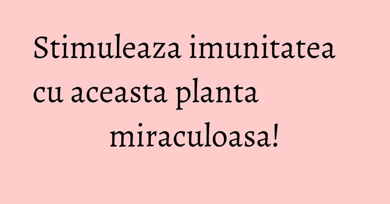 Stimuleaza imunitatea cu aceasta planta miraculoasa! Stimuleaza imunitatea cu aceasta planta miraculoasa!