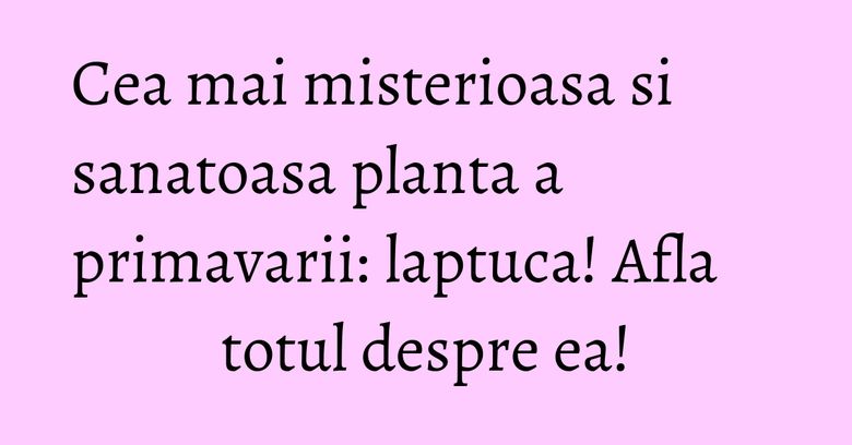Cea mai misterioasa si sanatoasa planta a primavarii: laptuca! Afla totul despre ea! Cea mai misterioasa si sanatoasa planta a primavarii: laptuca! Afla totul despre ea!