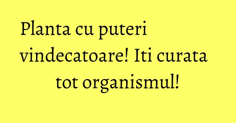 Planta cu puteri vindecatoare! Iti curata tot organismul! Planta cu puteri vindecatoare! Iti curata tot organismul!