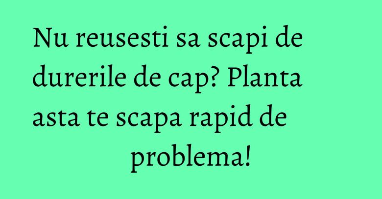 Nu reusesti sa scapi de durerile de cap? Planta asta te scapa rapid de problema!