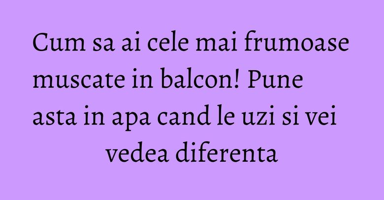 Cum sa ai cele mai frumoase muscate in balcon! Pune asta in apa cand le uzi si vei vedea diferenta