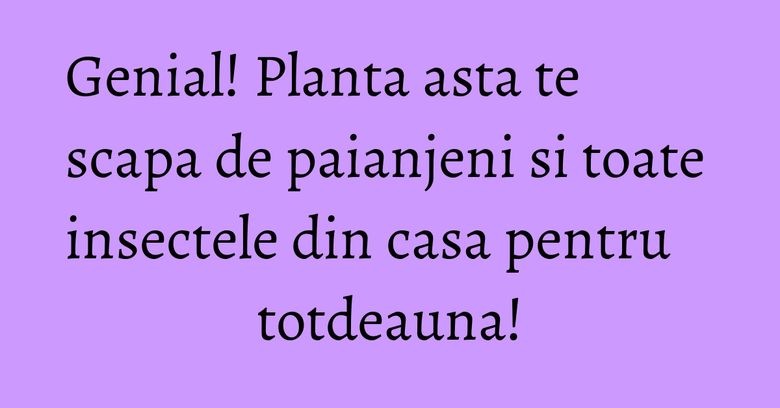 Genial! Planta asta te scapa de paianjeni si toate insectele din casa pentru totdeauna! Genial! Planta asta te scapa de paianjeni si toate insectele din casa pentru totdeauna!