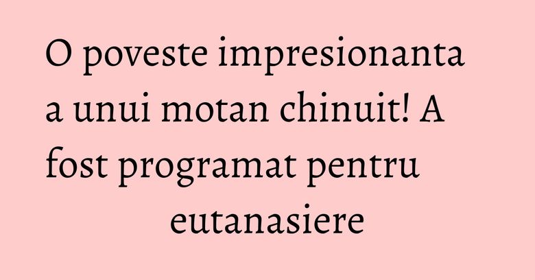 O poveste impresionanta a unui motan chinuit! A fost programat pentru eutanasiere