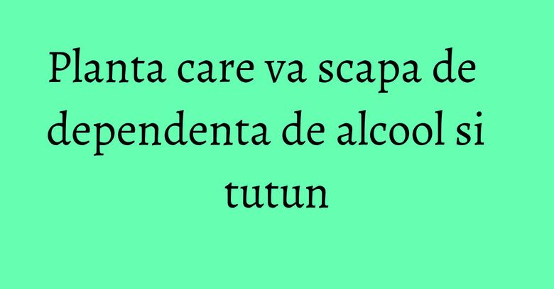 Planta care va scapa de dependenta de alcool si tutun