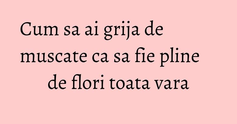 Cum sa ai grija de muscate ca sa fie pline de flori toata vara Cum sa ai grija de muscate ca sa fie pline de flori toata vara