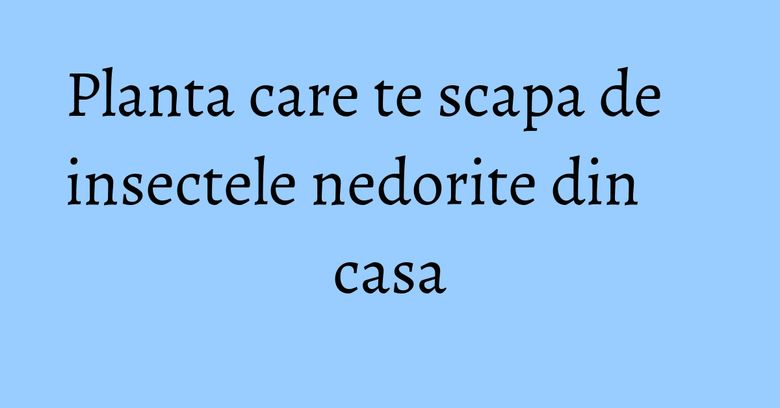 Planta care te scapa de insectele nedorite din casa Planta care te scapa de insectele nedorite din casa