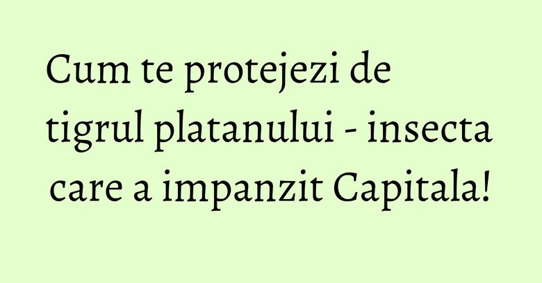 Cum te protejezi de tigrul platanului - insecta care a impanzit Capitala! Cum te protejezi de tigrul platanului - insecta care a impanzit Capitala!
