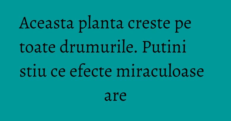 Aceasta planta creste pe toate drumurile. Putini stiu ce efecte miraculoase are Aceasta planta creste pe toate drumurile. Putini stiu ce efecte miraculoase are