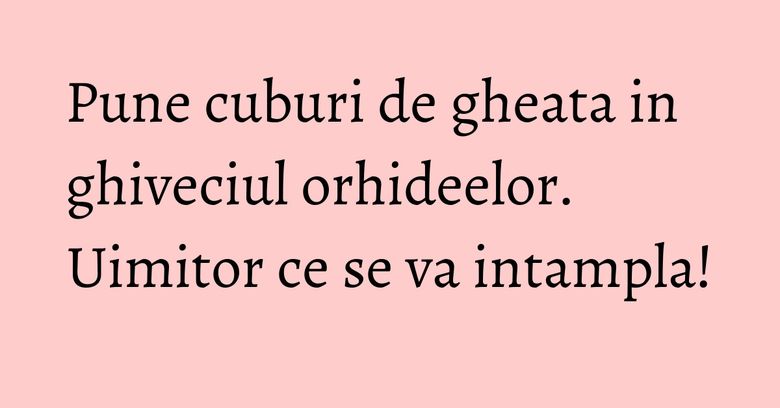 Pune cuburi de gheata in ghiveciul orhideelor. Uimitor ce se va intampla! Pune cuburi de gheata in ghiveciul orhideelor. Uimitor ce se va intampla!