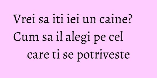 Vrei sa iti iei un caine? Cum sa il alegi pe cel care ti se potriveste