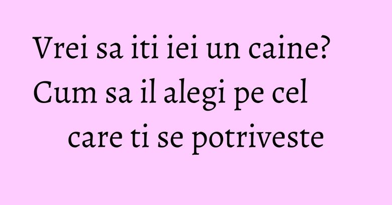 Vrei sa iti iei un caine? Cum sa il alegi pe cel care ti se potriveste