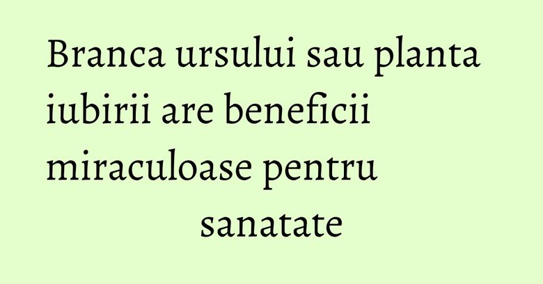 Branca ursului sau planta iubirii are beneficii miraculoase pentru sanatate Branca ursului sau planta iubirii are beneficii miraculoase pentru sanatate