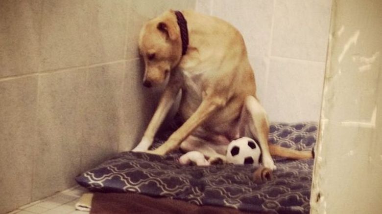 Lana, cea mai tristă căţeluşă din lume. A fost abandonată de două ori. Poveste ei a înlăcrimat internetul Lana, cea mai tristă căţeluşă din lume. A fost abandonată de două ori. Poveste ei a înlăcrimat internetul