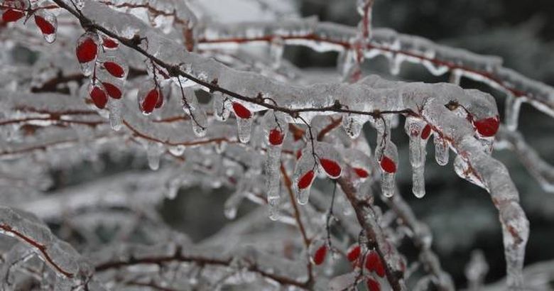 cod portocaliu polei