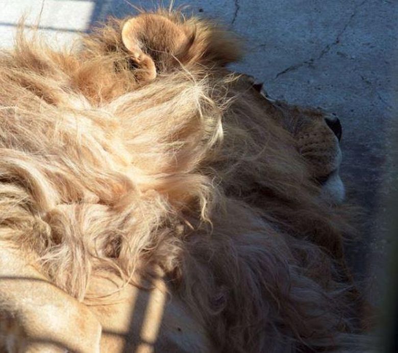 Tristeţe maximă la Grădina Zoologică din Craiova! Leul Dani, în vârstă de 17 ani a murit
