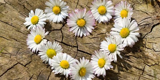 Horoscop FLORII: Horoscopul zilei pentru DUMINICA 21 APRILIE 2019. Ce ți-au rezervat astrele