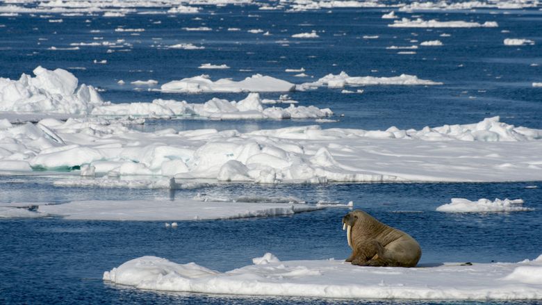 HALUCINANT. La cercul Arctic ninge cu particule de plastic. Cum a fost posibil așa ceva HALUCINANT. La cercul Arctic ninge cu particule de plastic. Cum a fost posibil așa ceva