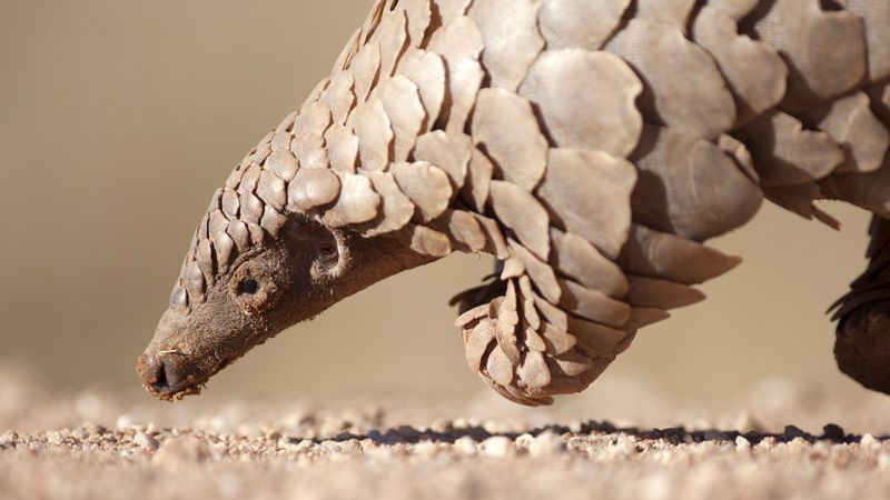 avertismentul veterinarilor, pisicile predispuse la covid, pangolin, animale de companie, coronavirus animale