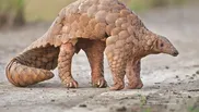 avertismentul veterinarilor, pisicile predispuse la covid, pangolin, animale de companie, coronavirus animale