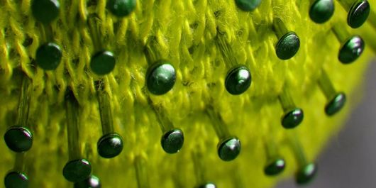 OMS: Noul tip de coronavirus este de 10 ori mai letal decât gripa de tip A (H1N1)