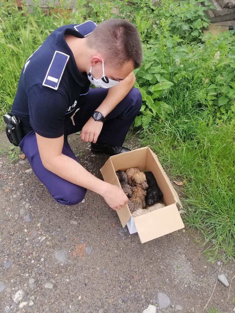 catei-salvati-de-politie-de-ce-sa-adopti-un-animal