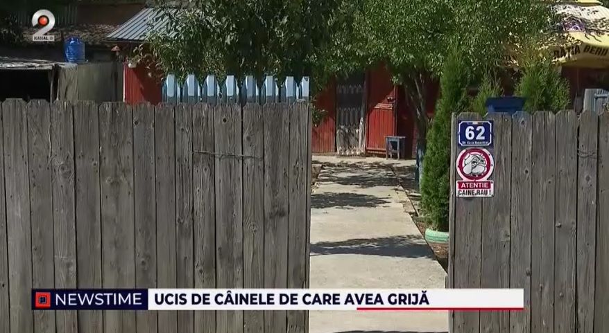 caine de lupta, barbat ucis, caz socant